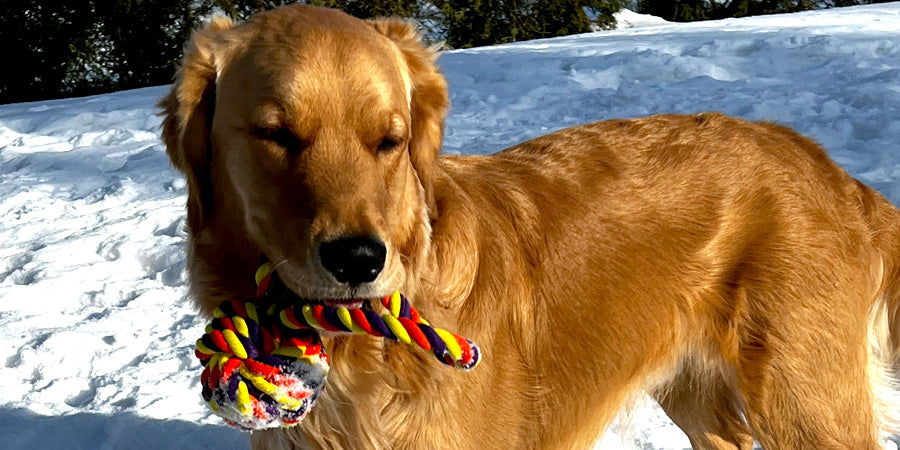 Learn how to build trust with your dog by playing games like tug-of-war