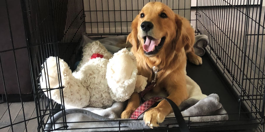 Diesel Loves Being In His Dog Crate