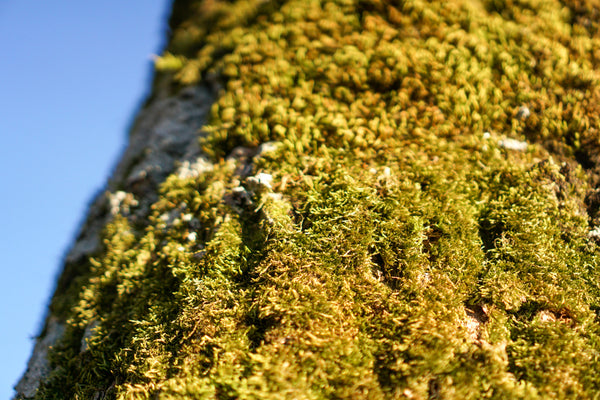Old Tree with moss