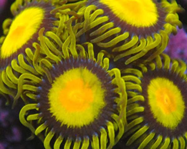 Tck Corals Tckcorals