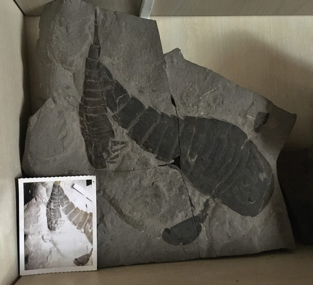 eurypterus fossils