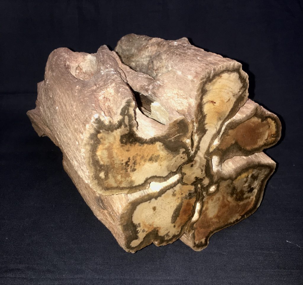 hamburger stå Rejse Petrified Wood - Woodworthia arizonica – Past & Present Science and Nature  Store