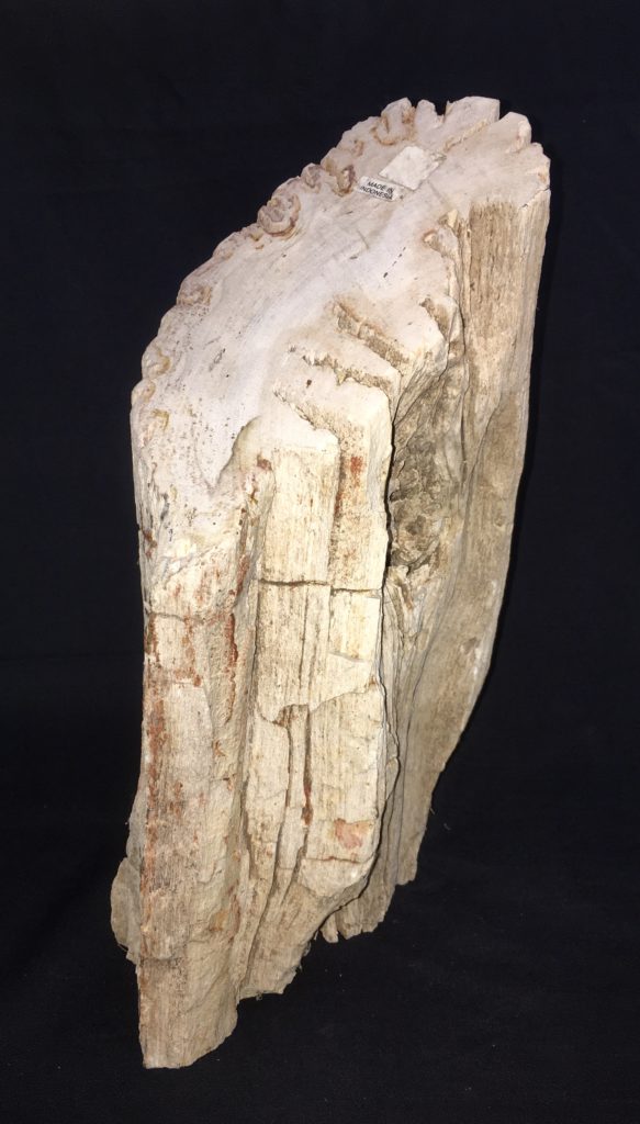 Let del længde Petrified Wood - Dipterocarpus sp. – Past & Present Science and Nature Store