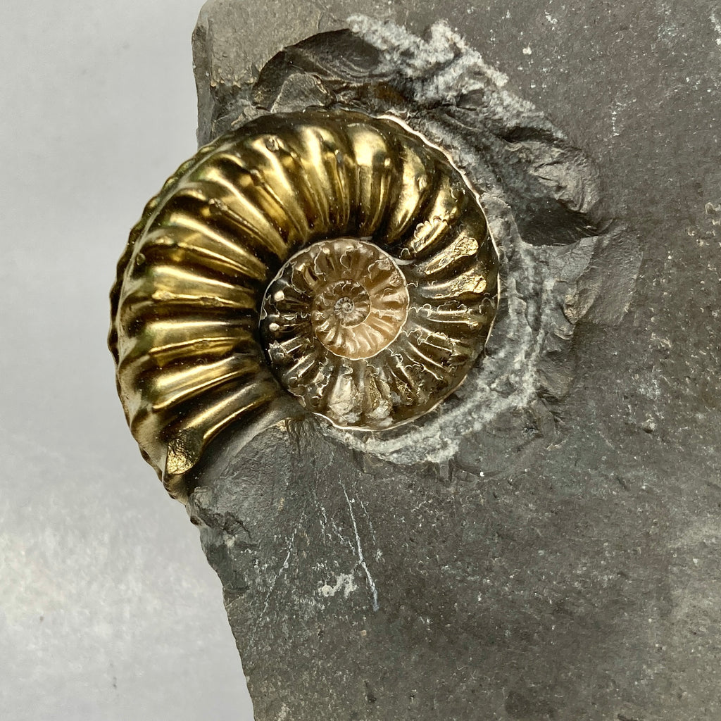 Pyritized Pleuroceras Ammonite – Past & Present Science and Nature Store
