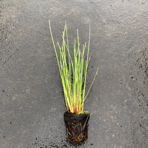 Pond plant plug