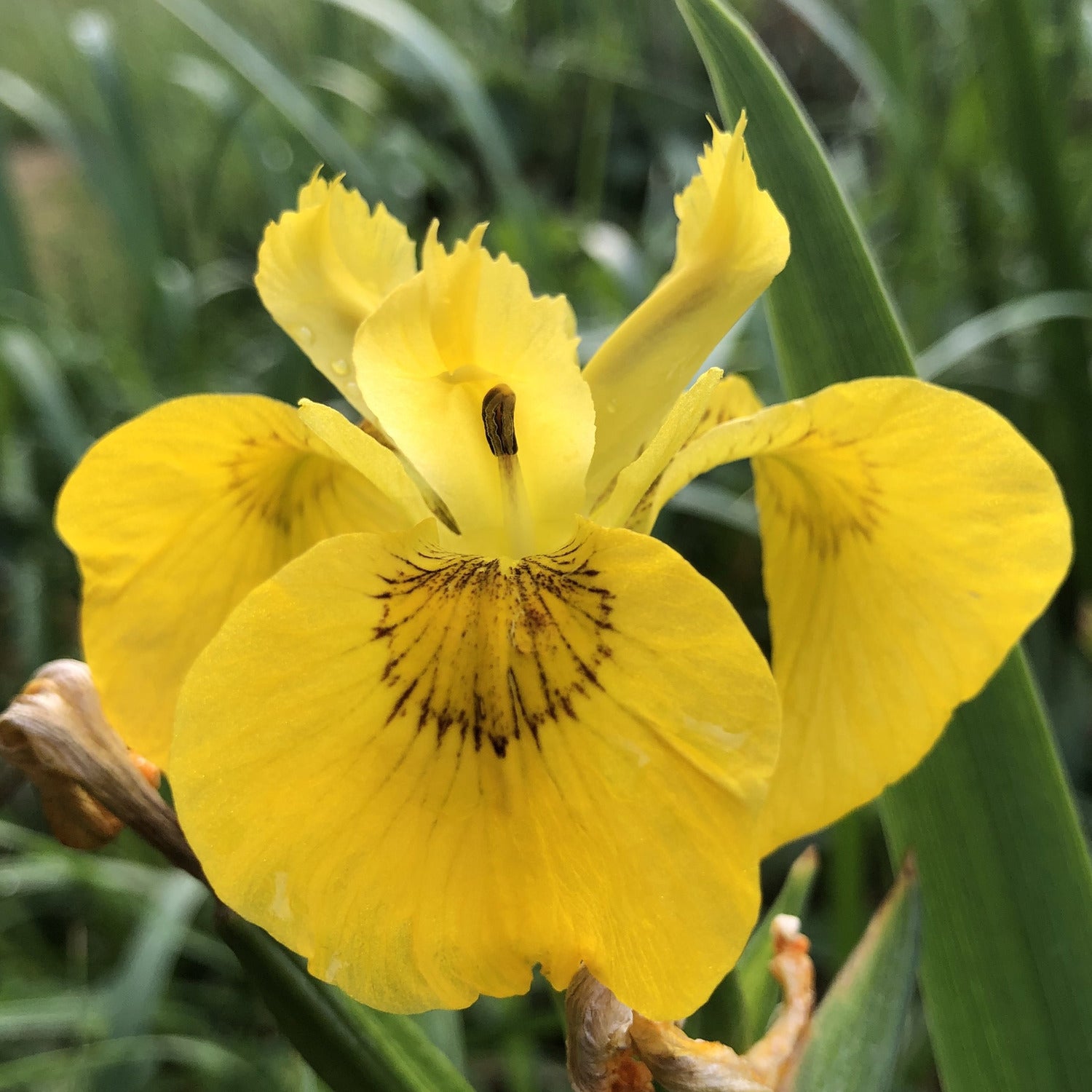 Yellow flag iris | Iris pseudacorus | British Pond Plants
