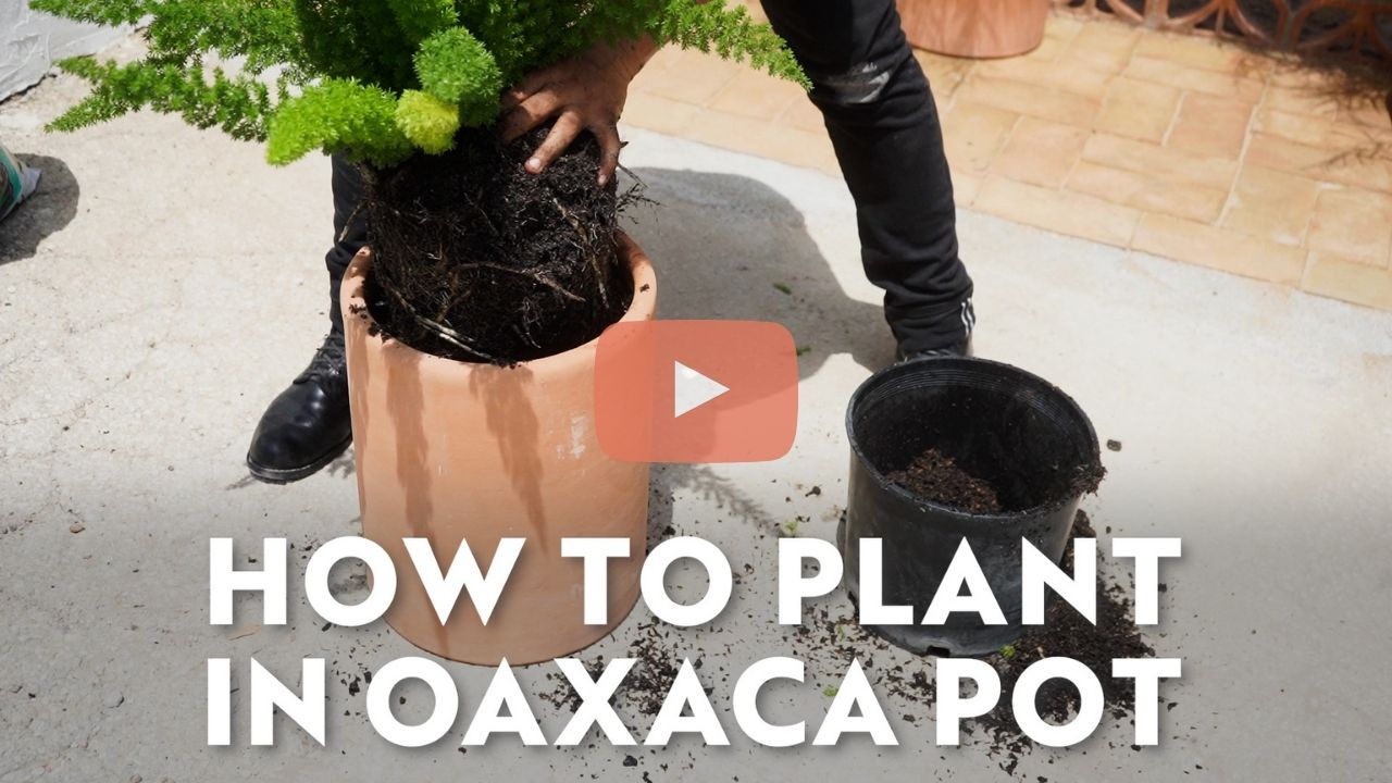 How To Pot A Plant in Oaxaca Clay Planter | Clay Imports