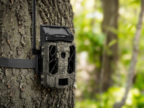 Trail Camera on tree