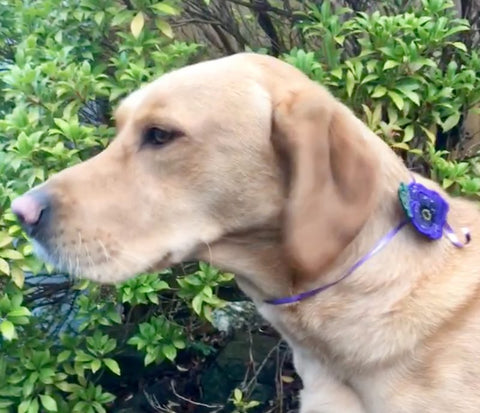 Arry, Rachel’s Labrador with one of Katherine’s embroidered poppies.