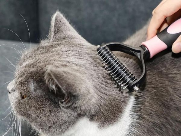 Meilleure brosse pour chat