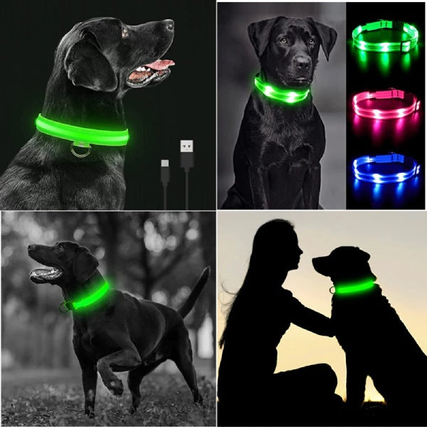 Collier Lumineux pour chiens