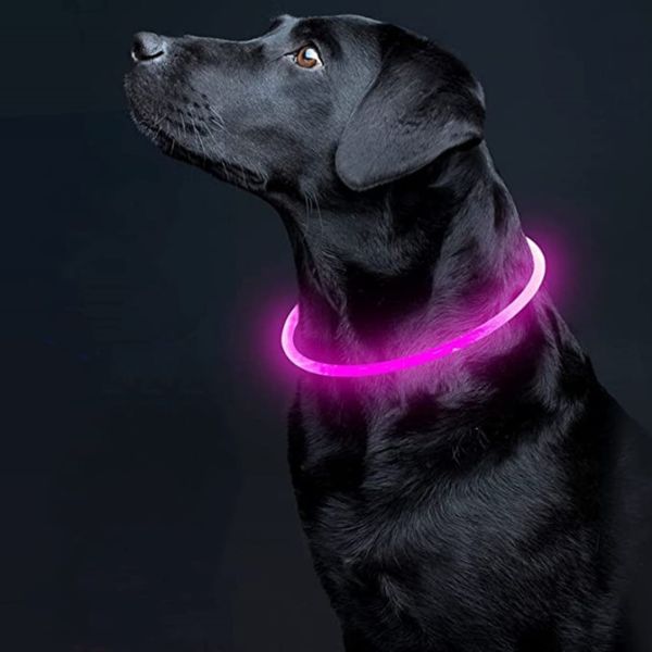 Collier lumineux Led pour chien