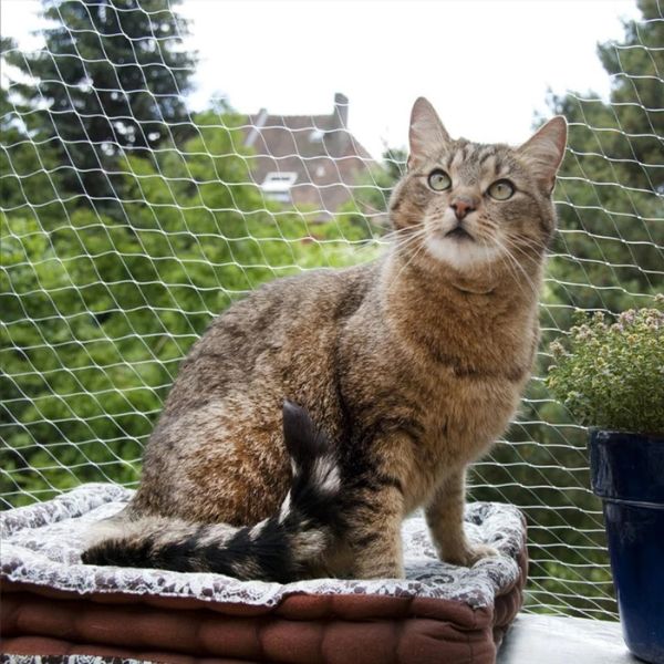 Filet de Protection en plastique chat