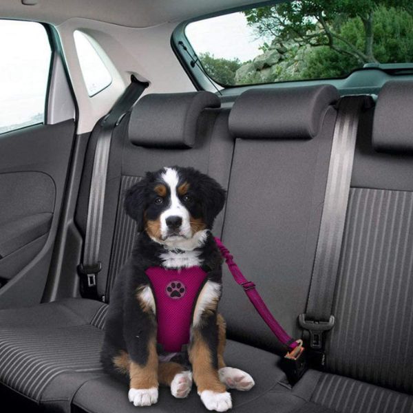 Harnais sécurité voiture chien – Fit Super-Humain
