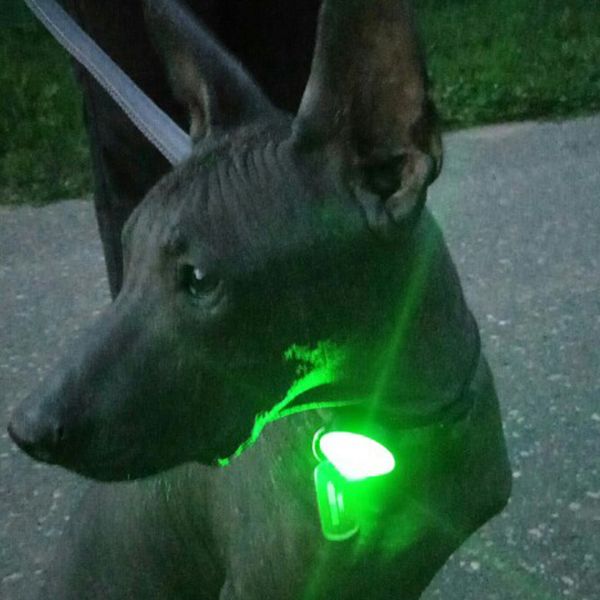 Pendentif lumineux pour la sécurité nocturne des chiens