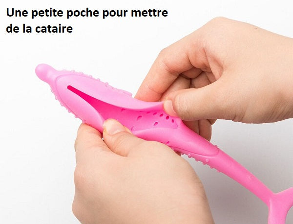 brosse a dent chat