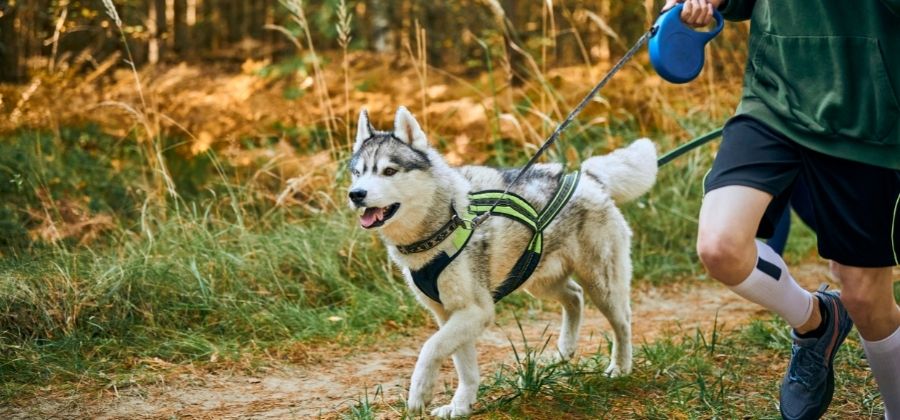 Kit de canicross et de suivi de chien harnais de traîneau ligne de