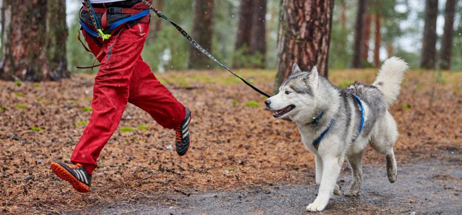 harnais chien canicross, jogging, promenade, trekking