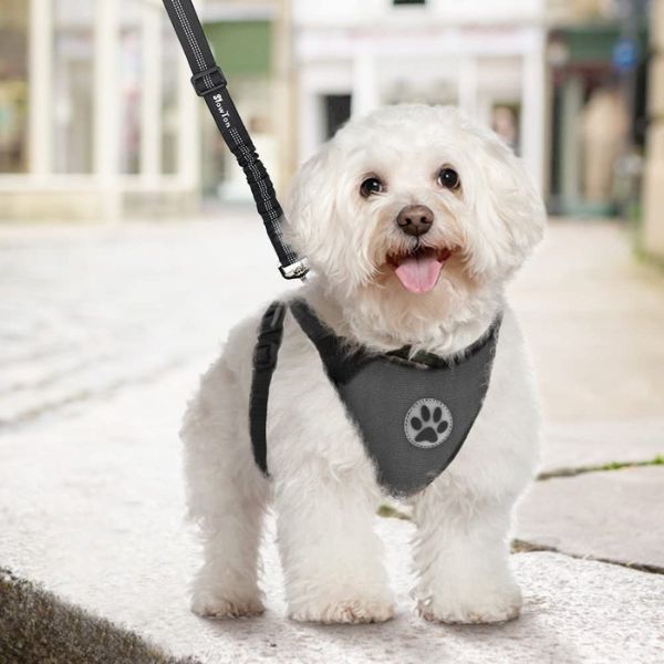 Chien En Voiture En Harnais De Sécurité Photo stock - Image du mignon,  sécurité: 221338868