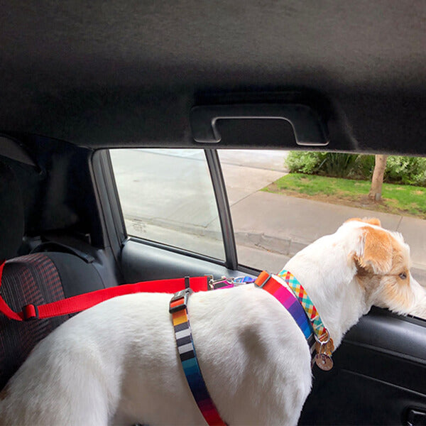 ceinture pour chien en voiture