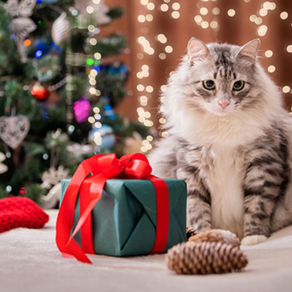 chapeaux chauds pour chats noel