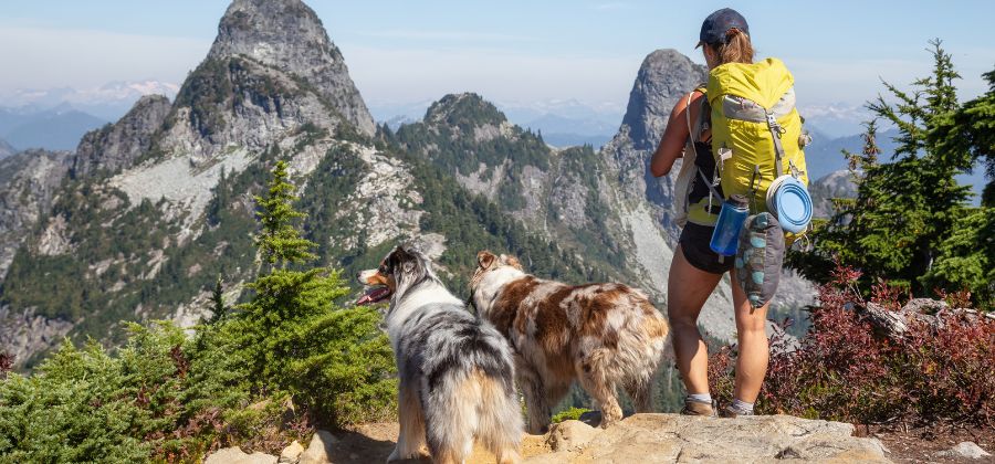 faire de la randonnée avec son chien