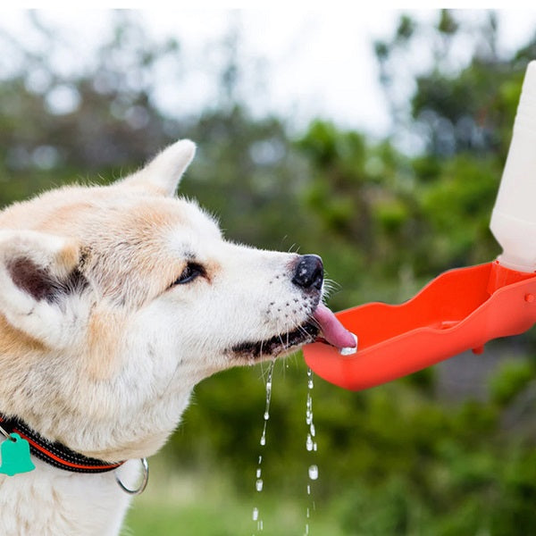 gourde de voyage pour chien