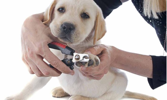 coupe ongle pour chien