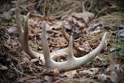 Whitetail Shed Antler