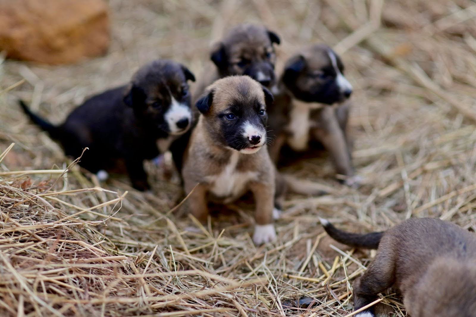 Four brown and black puppies and the tail end of another puppy sitting in the hay.