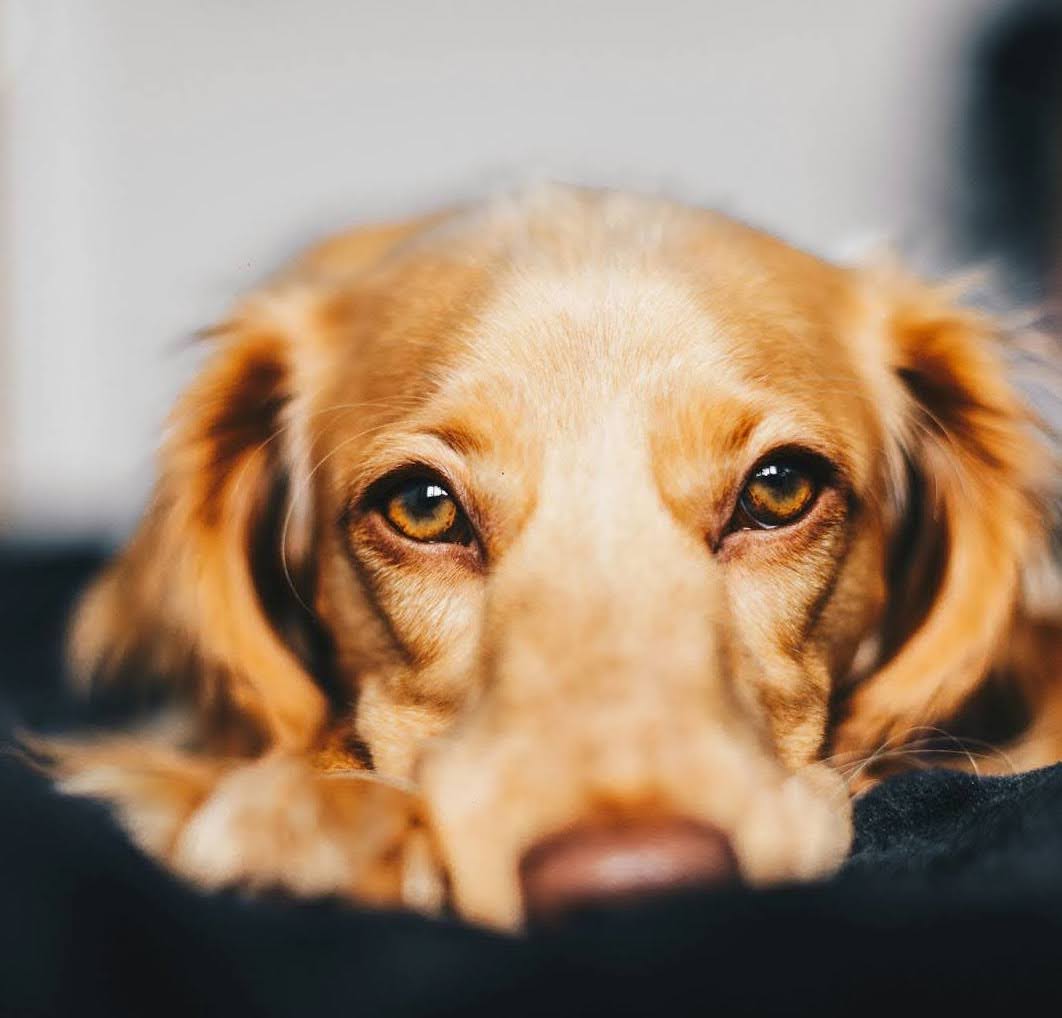 A golden retriever lays down on a black pillow looking forward.