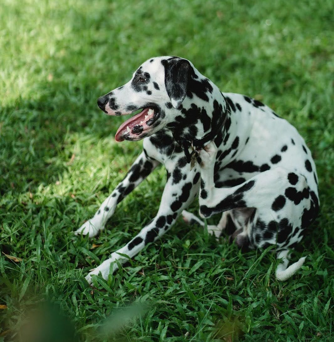 A Dalmatian scratches at its neck while sitting on a grassy lawn