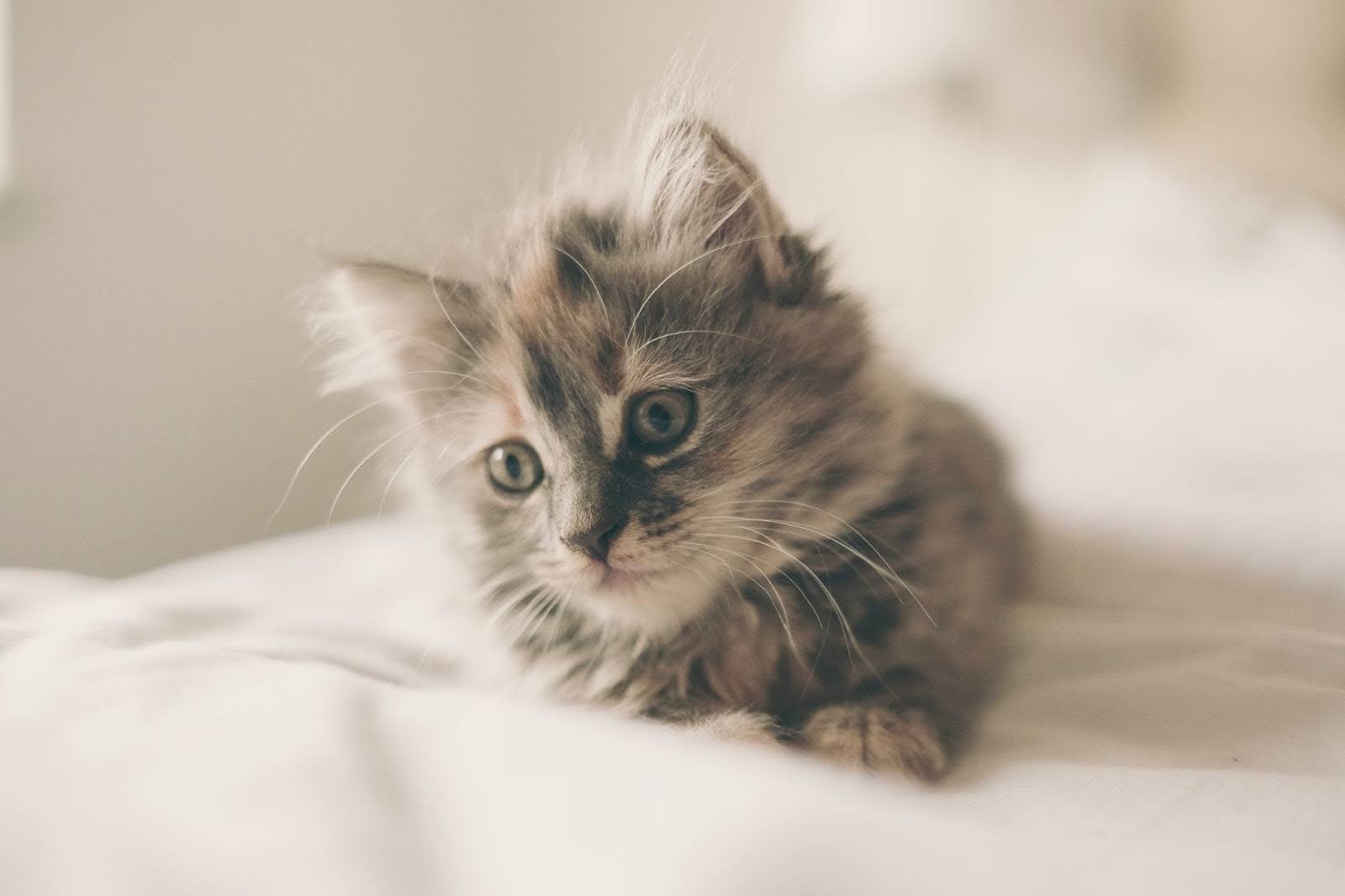 A fluffy gray, white, brown, and black kitten with green eyes lying on a white bed.