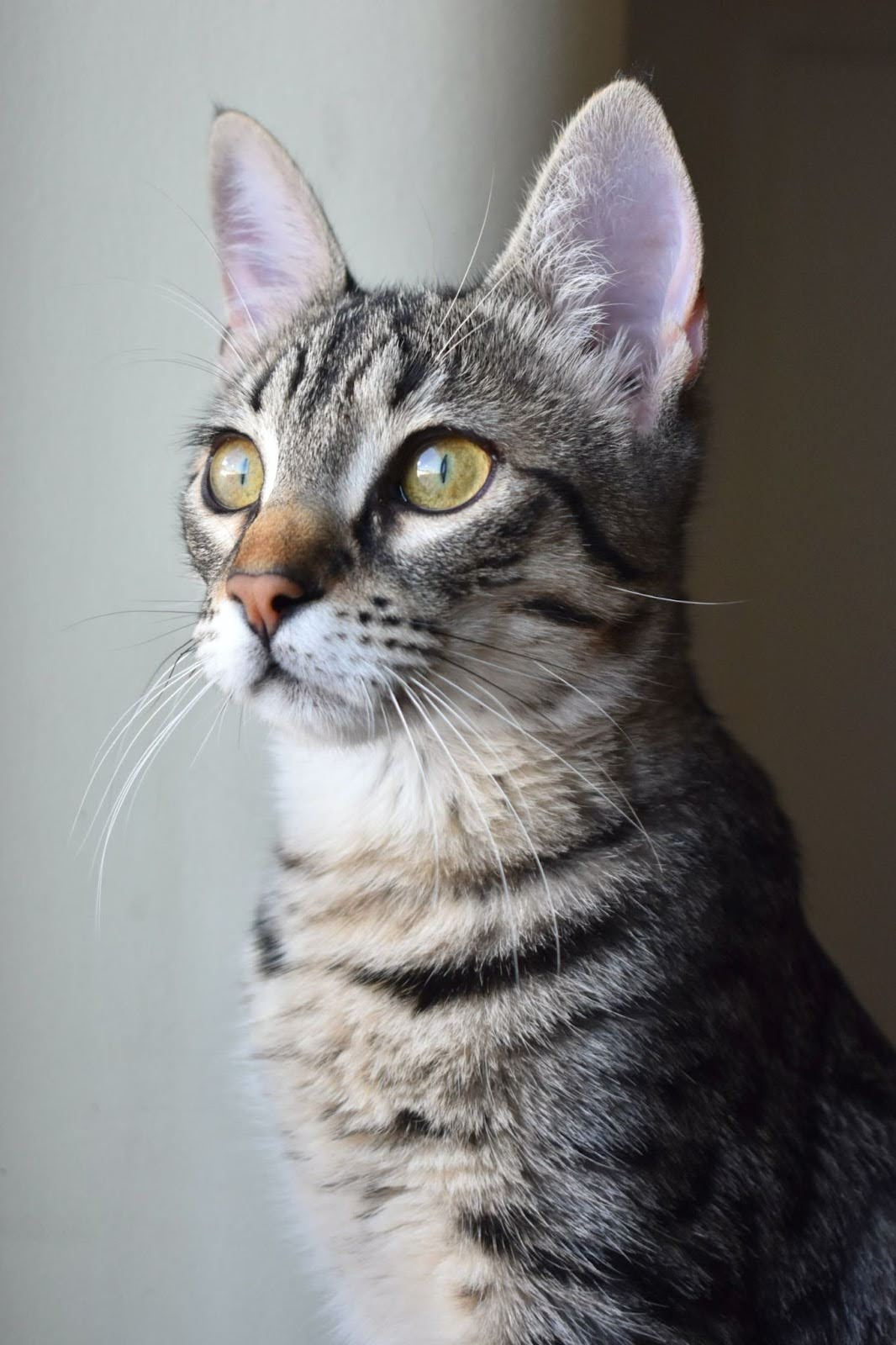 A proud and alert gray, white, and black striped cat bathed in natural light.