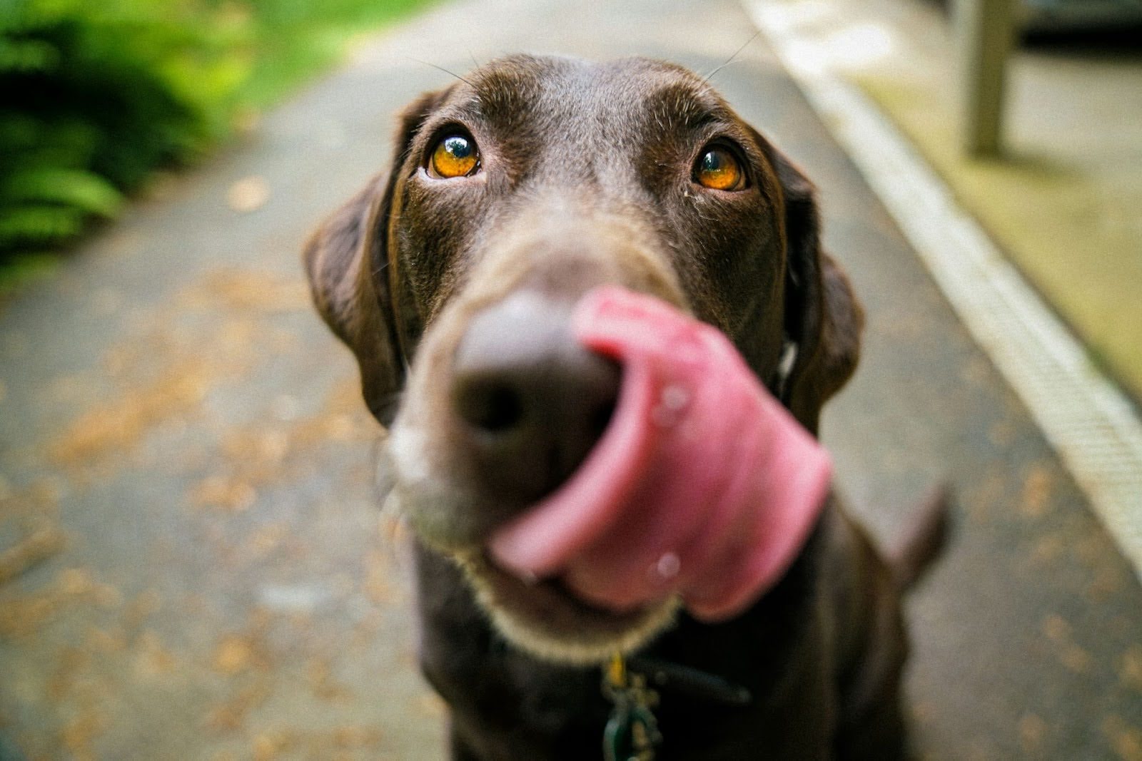 A beautiful chocolate lab licks its lips and nose.