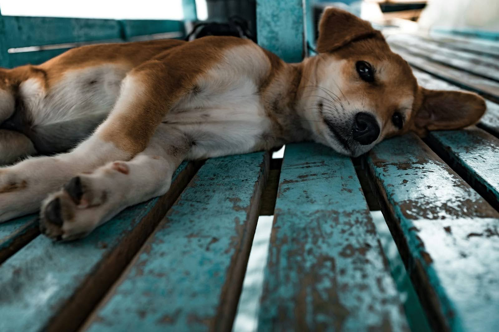 A dog lays on her side on a weathered blue patio.