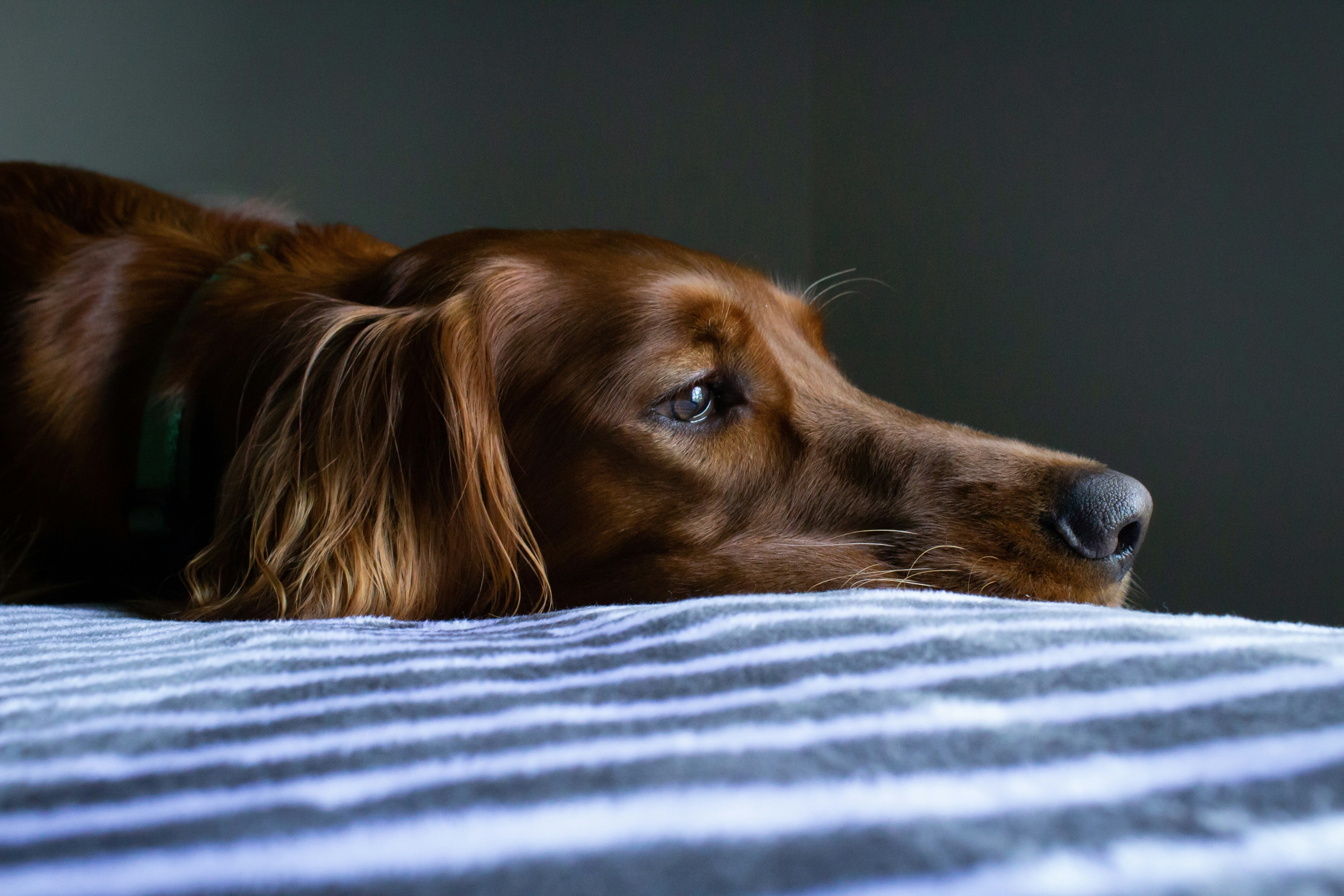 ALT IMG TXT: A reddish-brown dog lying on a blue blanket.