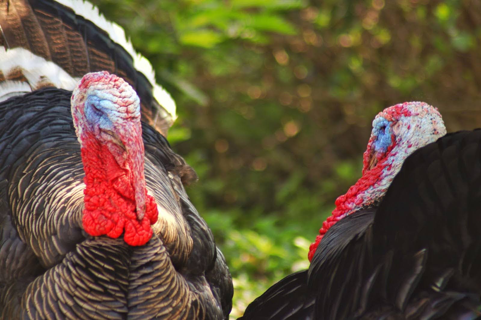 A closeup picture of two turkeys facing toward each other.