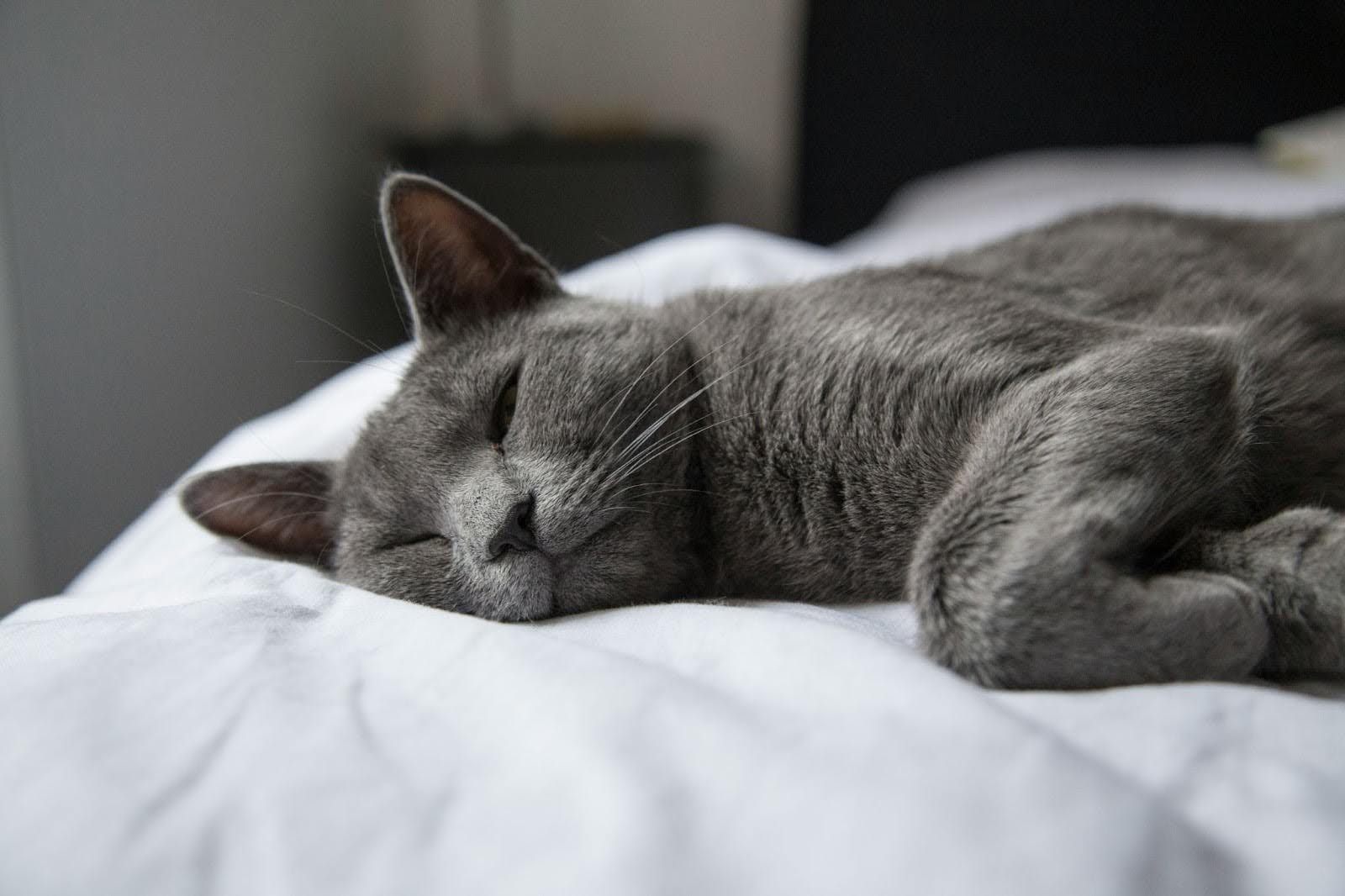 A cat with a beautiful silver grey coat lays on a white-covered bed.