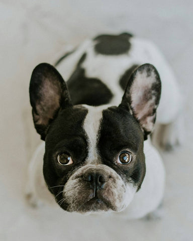 A black and white French bulldog sitting and looking up into the camera.