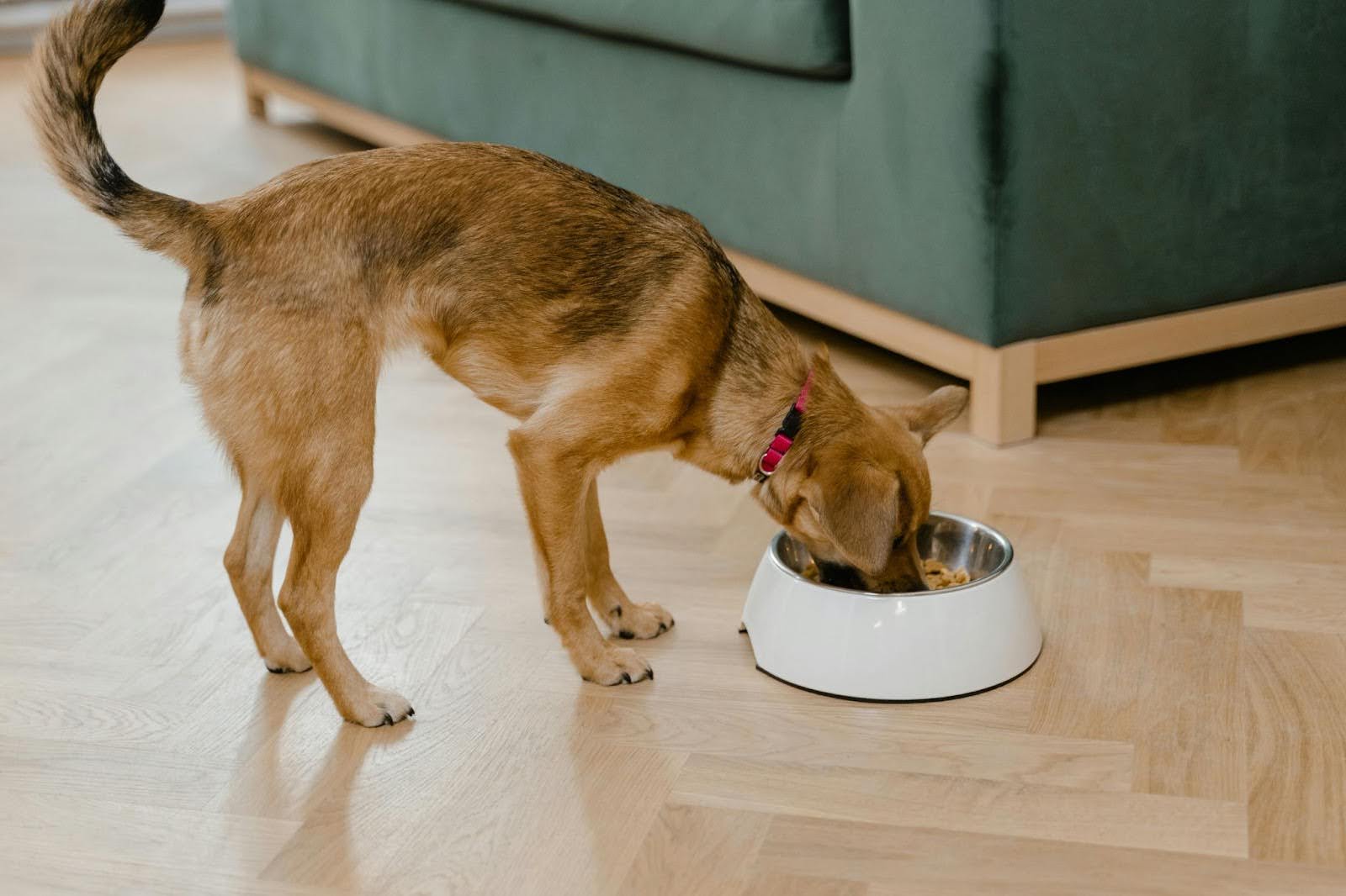 A slim brown and black dog with a red collar eats from a white dog dish on a hardwood floor.