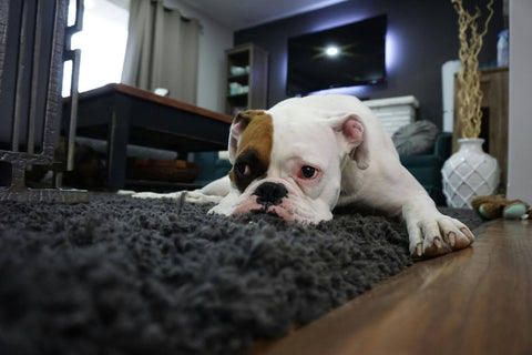 A white bulldog with brown and black around its eye lies languidly on a grey rug.