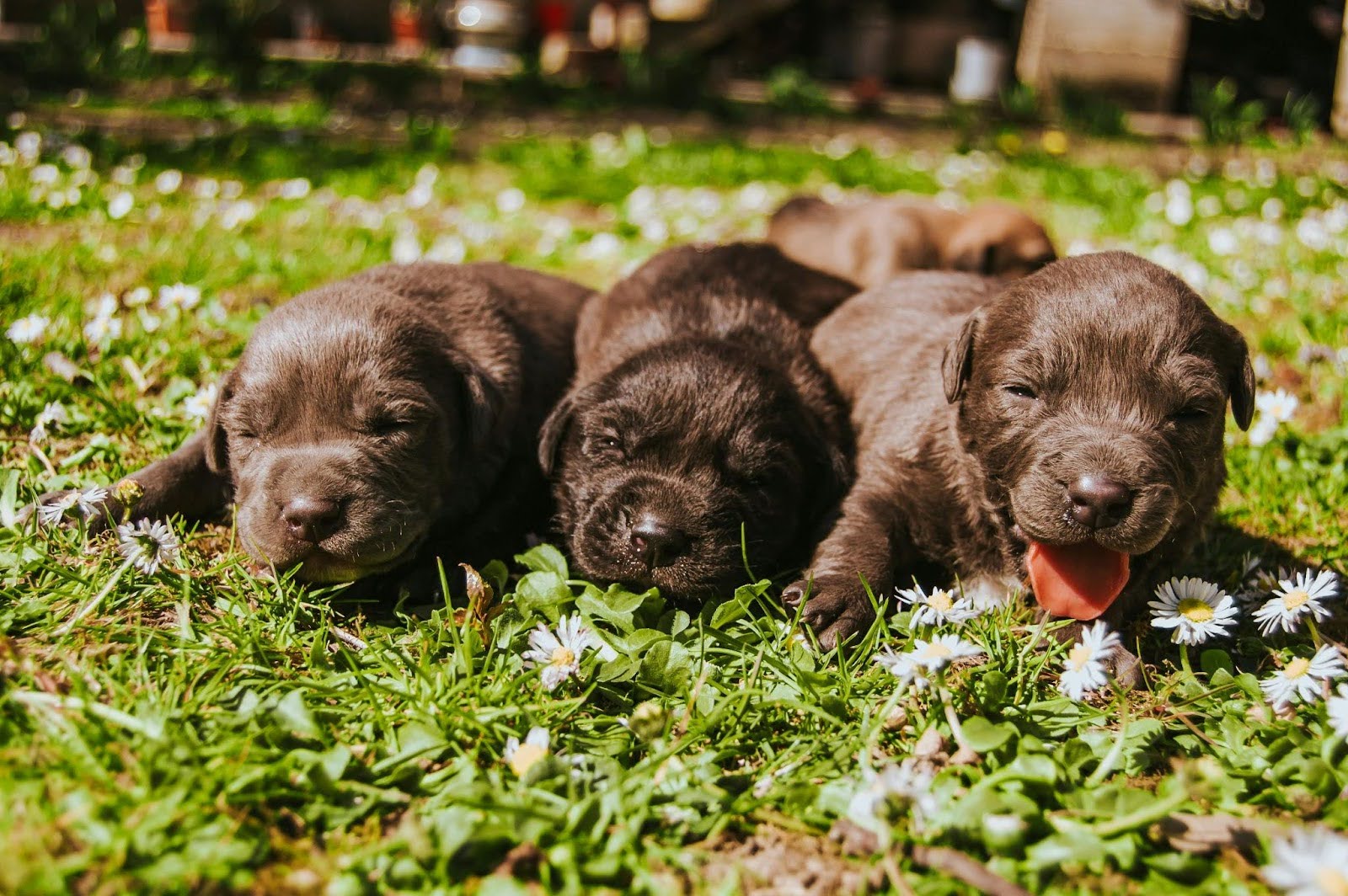 Three very young black puppies lie side by side in the grass while the puppy on the right sticks its tongue out.