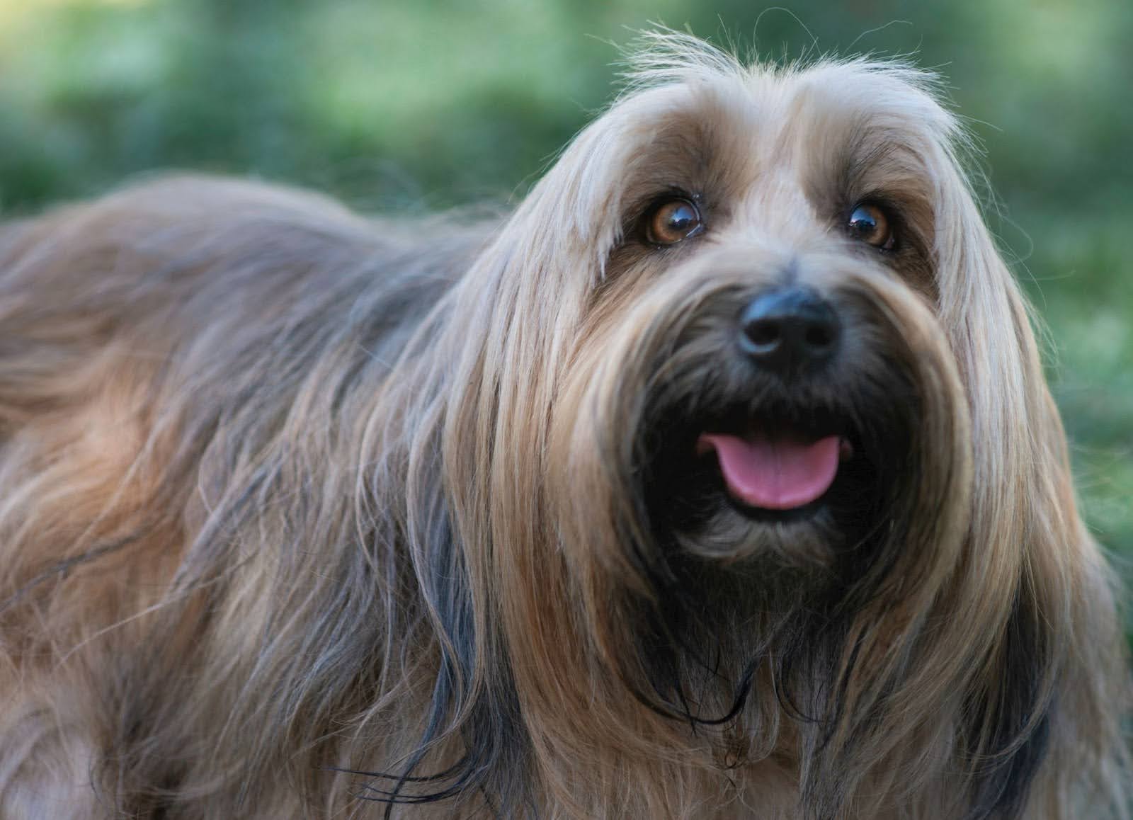 <p data-mce-fragment="1"><span style="font-weight: 400;" data-mce-style="font-weight: 400;" data-mce-fragment="1">A beautiful long-haired dog sticking out its tongue.</span></p> <h2 data-mce-fragment="1"></h2>