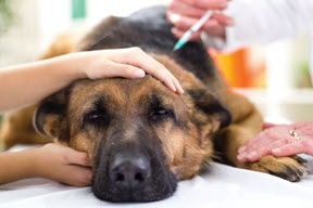 blog-dog-vaccines.jpg