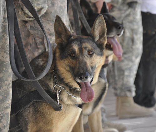 blog-k9-veterans-day.jpg