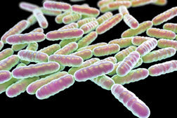 Good Bacteria in Gut