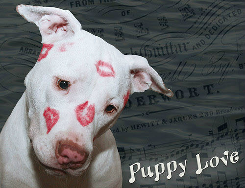 blog-puppy-love.jpg