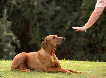 blog-successful-dog-training-tips.jpg