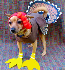 blog-thanksgiving-meals-for-dogs.jpg